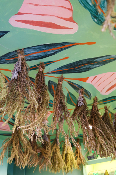 Rosemary and sage bunches hanging from a ceiling
